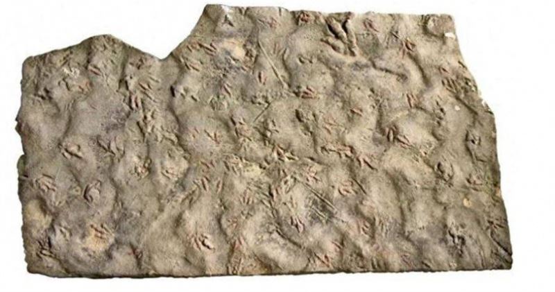 台灣新聞通訊社-傻眼！四川村民墊腳27年的石頭　竟是1.9億年前「侏羅紀恐龍化石」