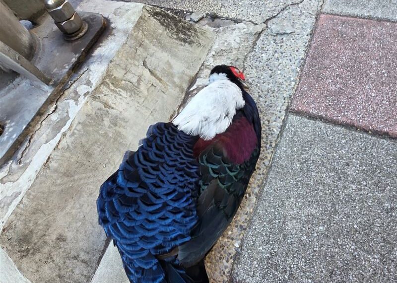 台灣新聞通訊社-台灣國寶「藍腹鷴」遭路殺!藝人驚見屍體傻了 動保處發聲