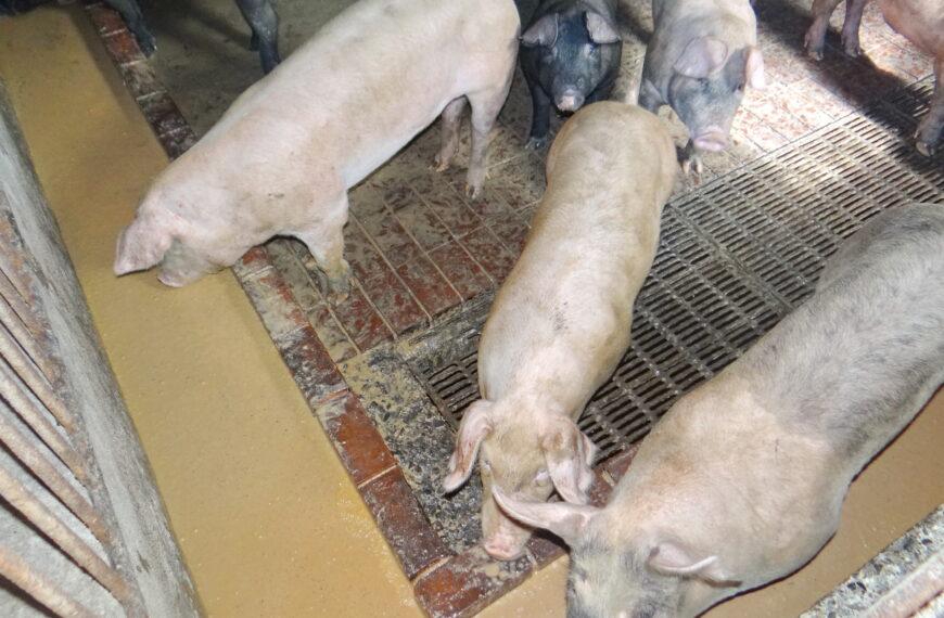 台灣新聞通訊社-廚餘餵豬落日政策明政院拍板 植物性殘渣有望「繼續使用」