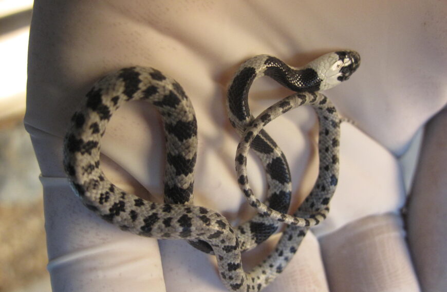 台灣新聞通訊社-大棟派出所「貓滅蛇」惹議 野保團體:防蛇不是將非原生寵物放到野外