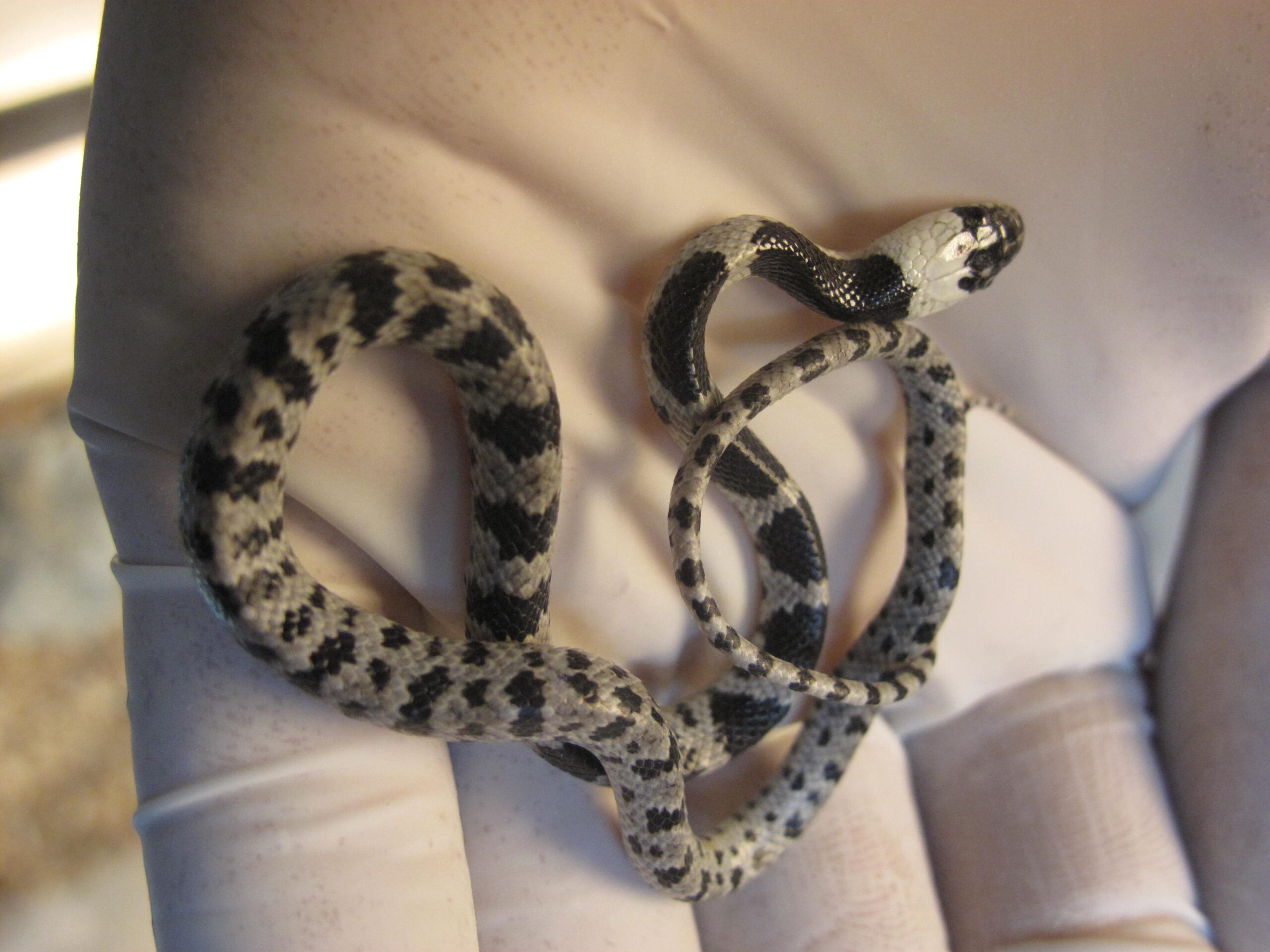 台灣新聞通訊社-大棟派出所「貓滅蛇」惹議 野保團體：防蛇不是將非原生寵物放到野外