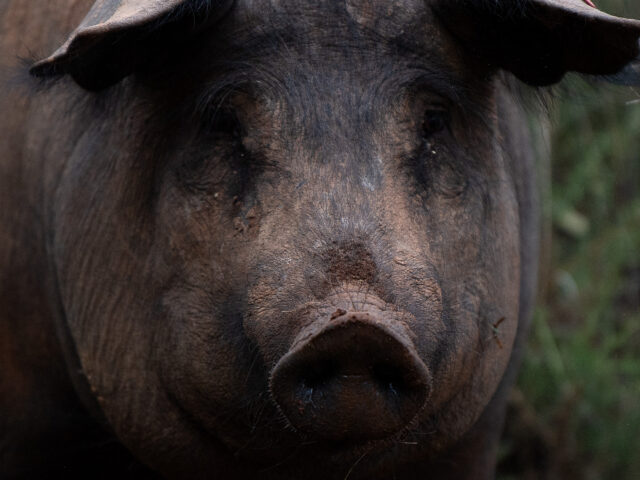台灣新聞通訊社-西班牙與台灣爆非洲豬瘟 菲律賓全面禁豬肉進口並撤銷既有許可