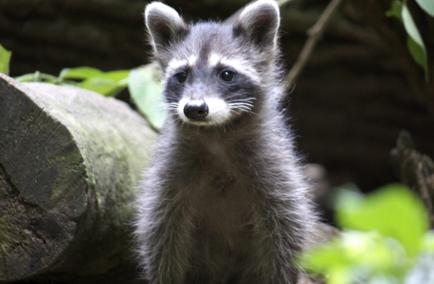 台灣新聞通訊社-浣熊闖店家「喝酒開趴」 體力不支醉倒廁所被送收容所「醒酒」