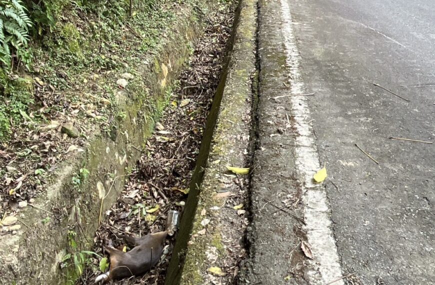 台灣新聞通訊社-獨／天啊！山羌嘴套保特瓶死亡 苗栗縣道126線動保慘案