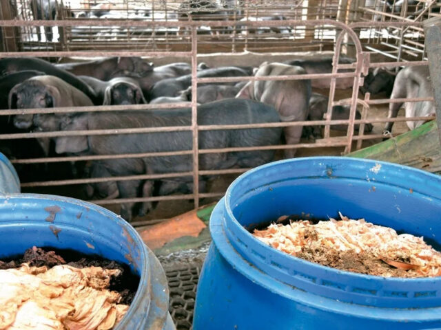 台灣新聞通訊社-北市焚化廠免費銷毀養豬廚餘再延長 元旦起就要付錢處理了