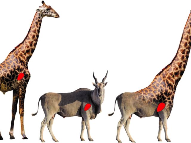 台灣新聞通訊社-好讀周報／長頸鹿脖子解密！兩種演化論最佳案例 可能被「過度簡化」