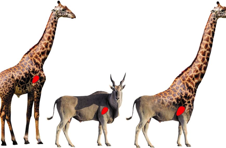 台灣新聞通訊社-好讀周報/長頸鹿脖子解密!兩種演化論最佳案例 可能被「過度簡化」