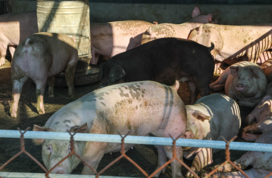 台灣新聞通訊社-行政院拍板後年禁廚餘養豬 農業部：地方可自行公告提早上路