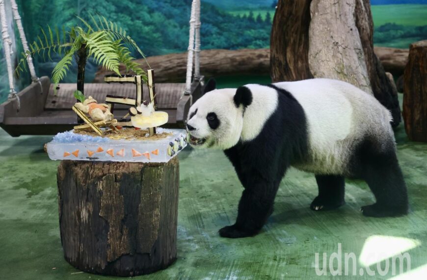 台灣新聞通訊社-馬克宏轉赴四川 中國宣布新一對大貓熊2027年赴法