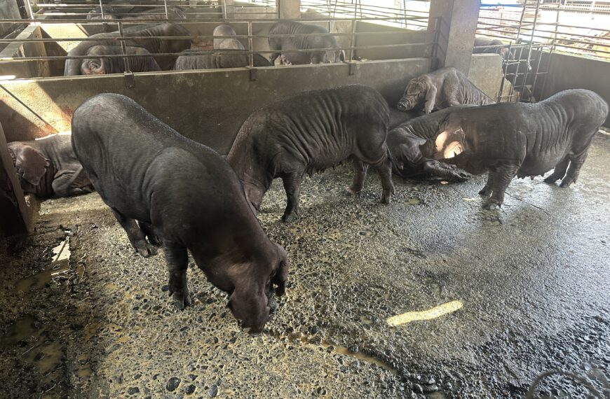 台灣新聞通訊社-禁廚餘推黑豬專用飼料?屏東縣黑豬農:以前就試過,沒用啦