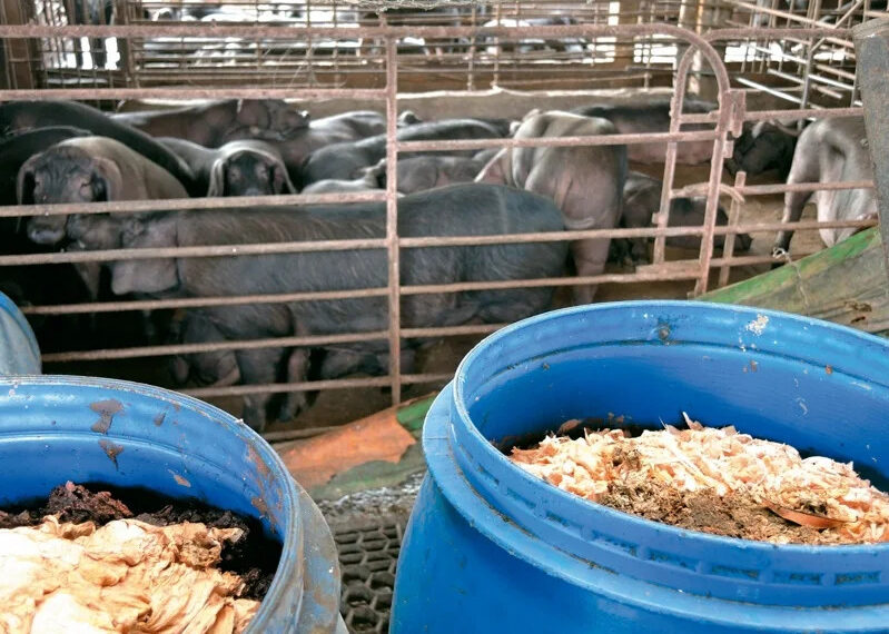 台灣新聞通訊社-獨/中央拍板禁廚餘養豬 豬農醞釀抵制恐引發廚餘大戰