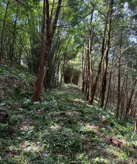 台灣新聞通訊社-森林碳匯課程寒假半價名額限量 協助青年投入自然永續新興產業