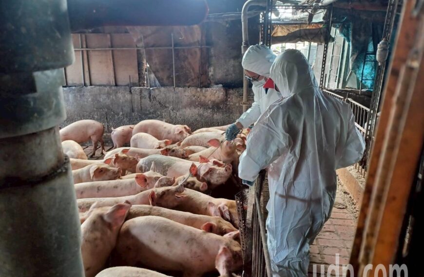 台灣新聞通訊社-後年將全面禁用廚餘養豬 台中養豬協會：今天北上聽政策說明