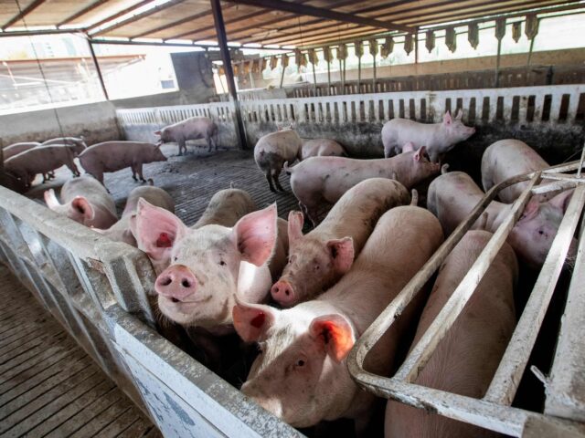 台灣新聞通訊社-西班牙爆非洲豬瘟疫情 農業部不排除為實驗室外洩