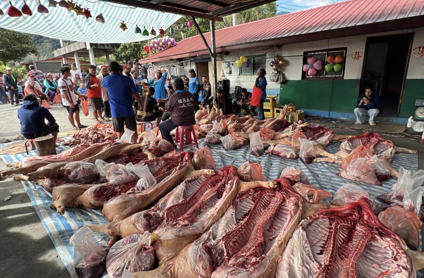 台灣新聞通訊社-非洲豬瘟延婚也不減熱鬧！台東利稻部落迎親22頭豬分喜悅