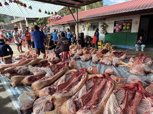 台灣新聞通訊社-非洲豬瘟延婚也不減熱鬧！台東利稻部落迎親22頭豬分喜悅