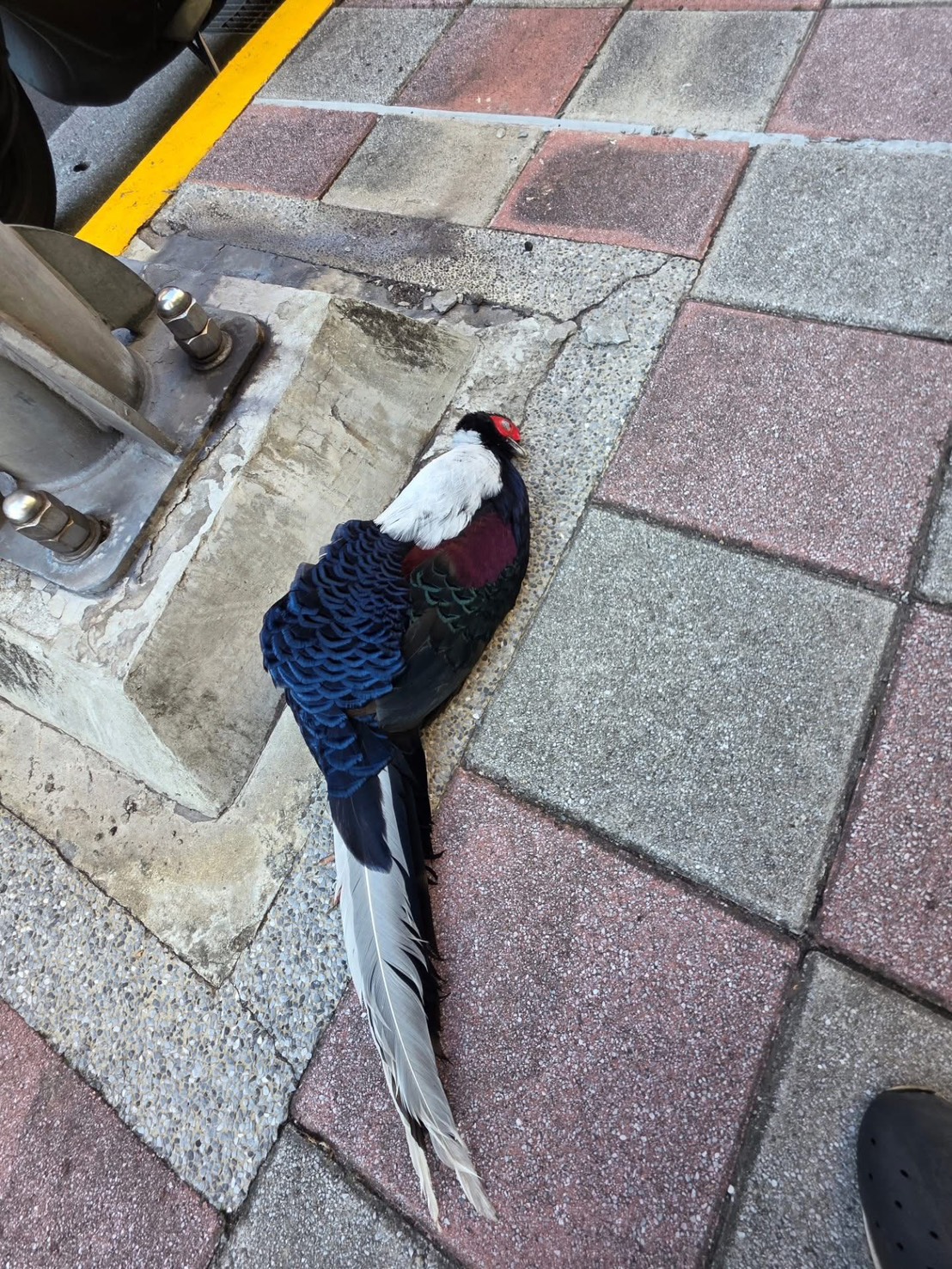 台灣新聞通訊社-藝人直擊藍腹鷴橫屍新店街頭 動保處建議遇路殺鳥類可這樣做