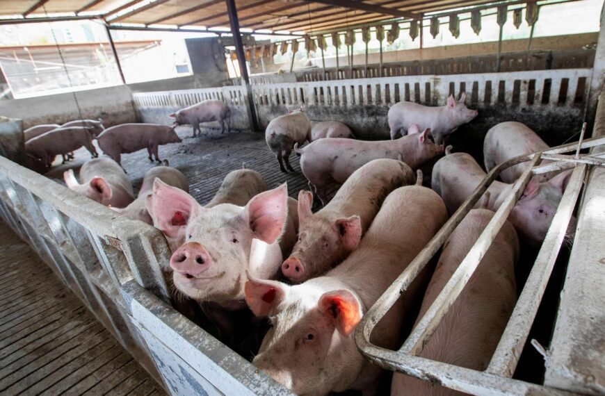 台灣新聞通訊社-116年全面禁廚餘養豬 台北市清運回收將不再分類