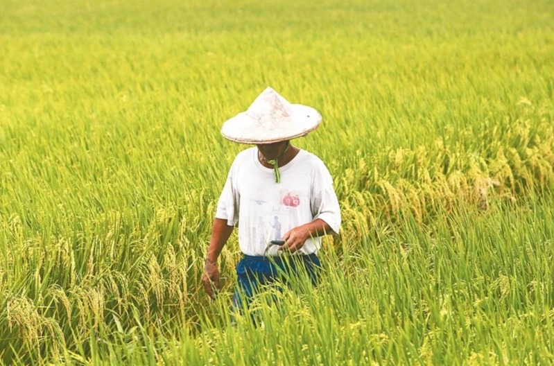台灣新聞通訊社-收入不穩、貸款壓力大 青農農退儲金提繳率僅24%