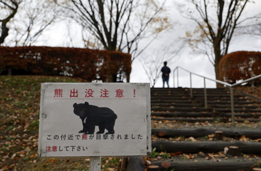 台灣新聞通訊社-熊害跟疫情一樣慘…秋田法式餐廳搶救生意 紅酒燉熊肉加外送求生