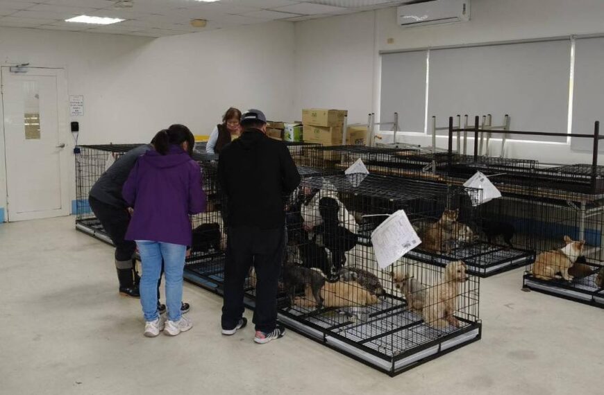 台灣新聞通訊社-「人人犬舍」第二批156隻品種犬 動防所公告認養活動周六登場