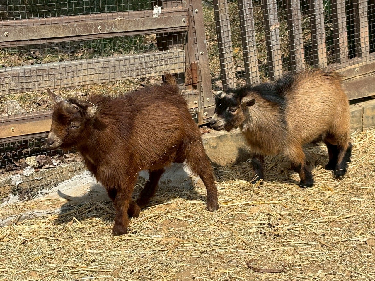 台灣新聞通訊社-壽山動物園歲末迎新　鵜鶘等多種動物報到