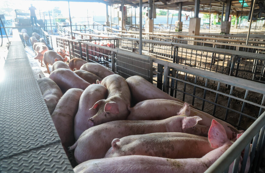 台灣新聞通訊社-農業部規劃方案之一 2027年起全面禁廚餘養豬