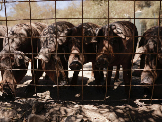 台灣新聞通訊社-非洲豬瘟再現西班牙 業界憂豬肉出口亮紅燈