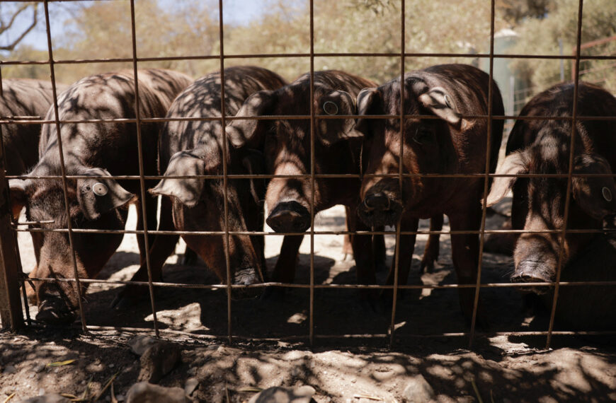 台灣新聞通訊社-非洲豬瘟再現西班牙 業界憂豬肉出口亮紅燈