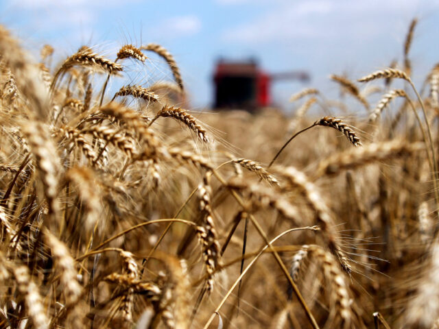 台灣新聞通訊社-持續抓緊糧食安全 大陸今年糧食生產再增長1.2%