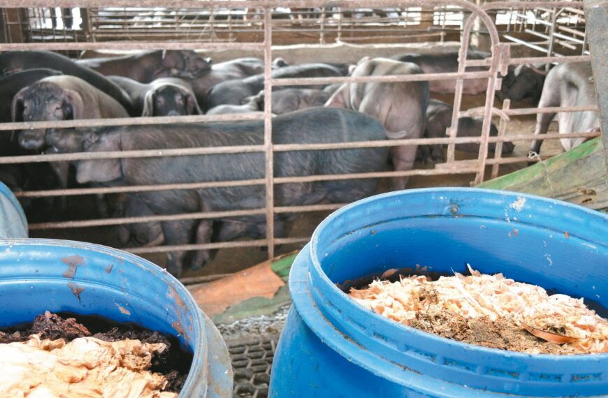 台灣新聞通訊社-後年起將全面禁廚餘養豬 團膳業者：重新面對剩食問題的好時機