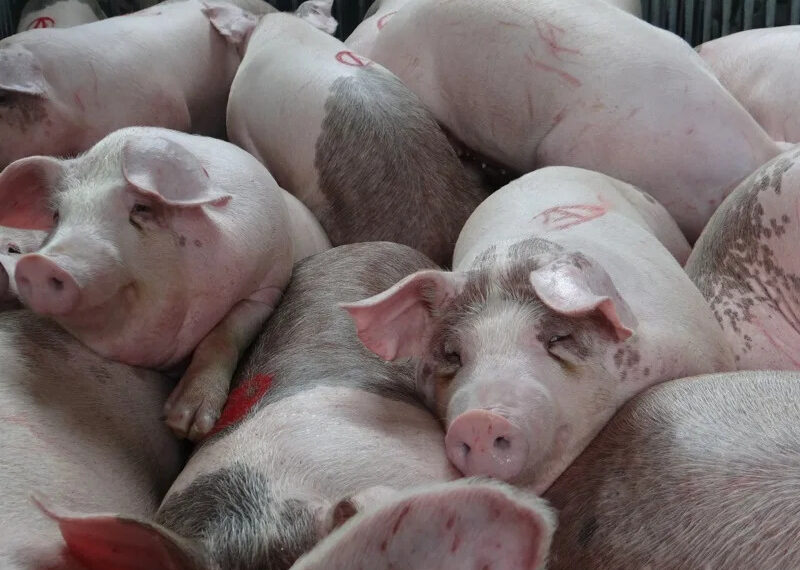 台灣新聞通訊社-後年全面禁廚餘養豬 學者:馬上禁止、規畫有效快速廚餘去化配套措施