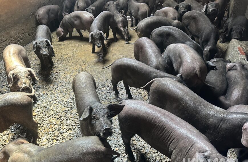 台灣新聞通訊社-全面禁廚餘養豬 屏東縣黑豬協會訴求設共同蒸煮中心