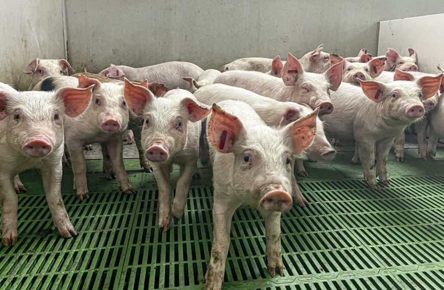 台灣新聞通訊社-西班牙爆發非洲豬瘟…日本暫停進口豬肉產品 官員研判會影響供給