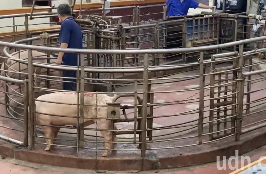 台灣新聞通訊社-中央推動2027年起禁止廚餘養豬 彰化養豬協會:過渡期要嚴防破口