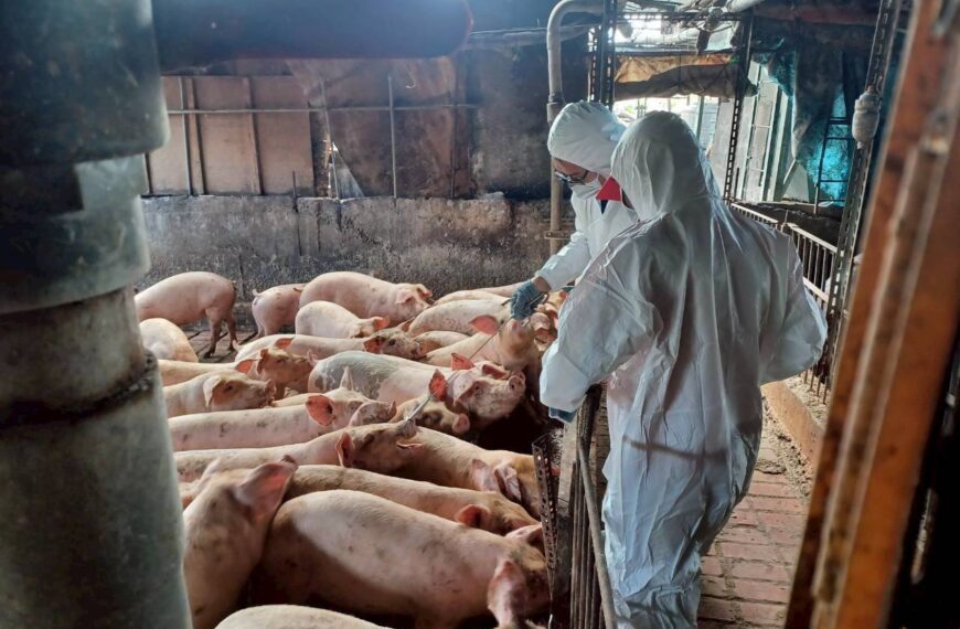 台灣新聞通訊社-廚餘養豬全禁落日僅1年 台中祭出「24小時閃電稽查」比中央更嚴格!