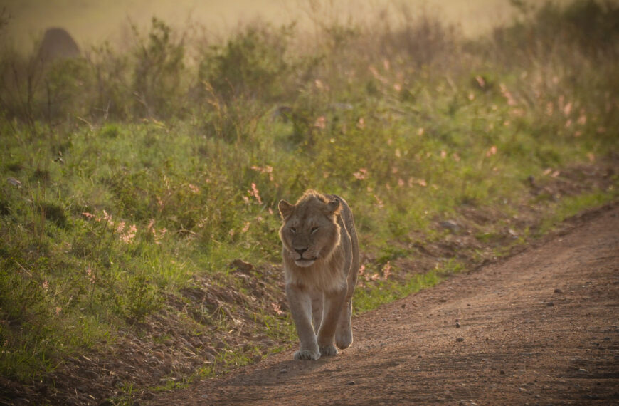台灣新聞通訊社-影／曾夢想當馴獅師…巴西少年闖獅舍遭撕咬身亡 現場遊客一片驚叫