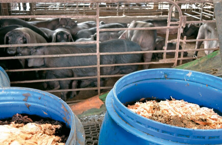 台灣新聞通訊社-行政院明宣布禁廚餘養豬 彭啓明：家戶廚餘影響不大餐廳有處理成本