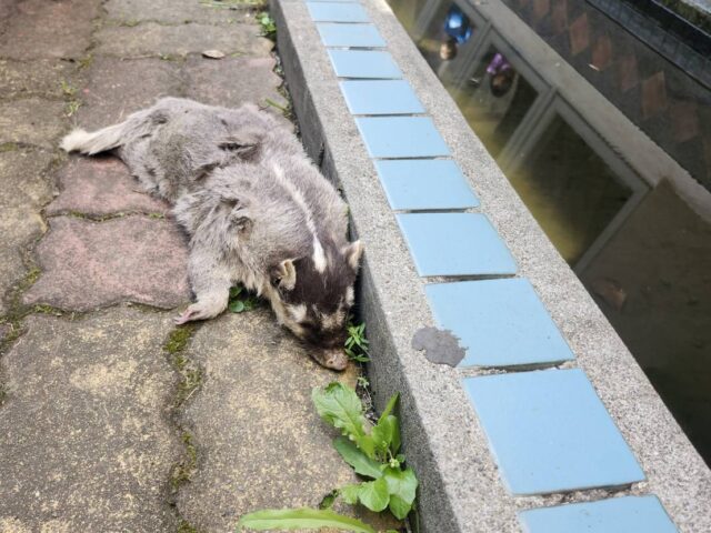 台灣新聞通訊社-屏東今年第6例 春日鄉死亡鼬獾驗出狂犬病 遵守2不1要