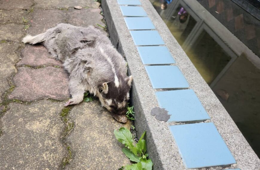台灣新聞通訊社-屏東今年第6例 春日鄉死亡鼬獾驗出狂犬病 遵守2不1要