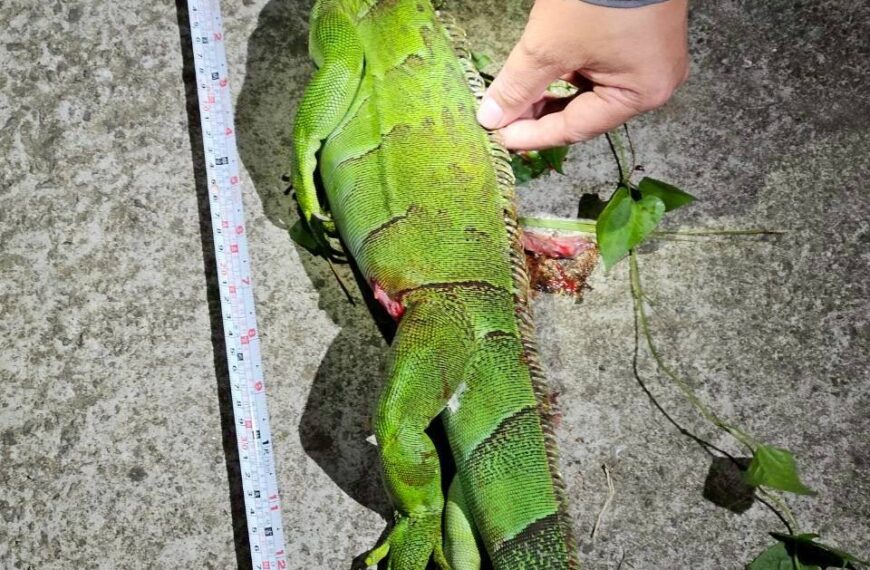台灣新聞通訊社-苗栗縣外來種綠鬣蜥已見築巢生蛋 民代:至少繁衍二代