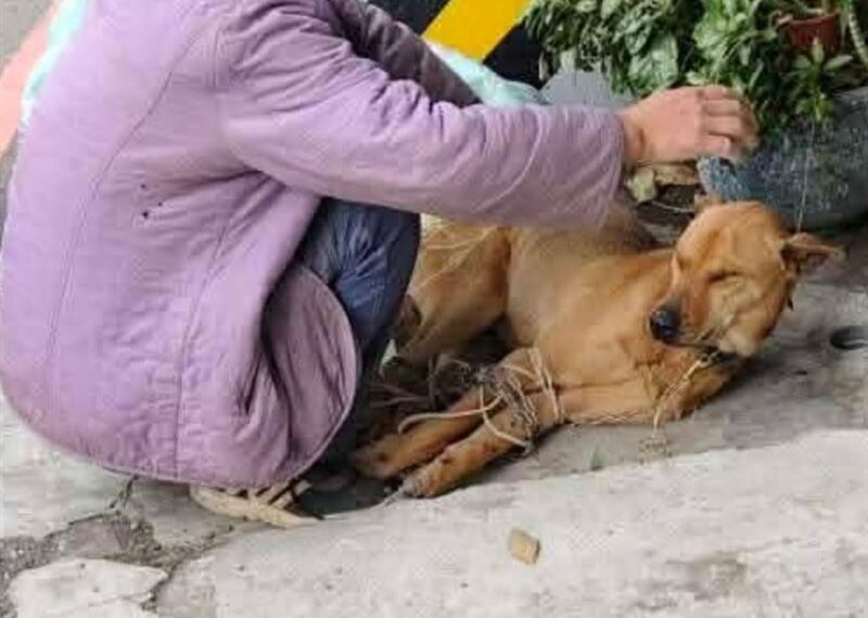 台灣新聞通訊社-「路邊綁狗」裝麻布袋！車上還有米酒…路人急報案　阿北被攔全說了