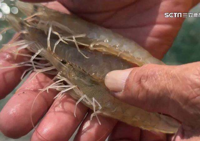 台灣新聞通訊社-中國2025年只買1%白蝦　宏都拉斯媒體：微乎其微！台灣購買量第3多
