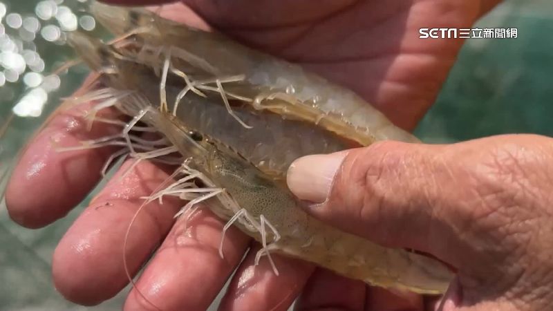 台灣新聞通訊社-中國2025年只買1%白蝦　宏都拉斯媒體：微乎其微！台灣購買量第3多