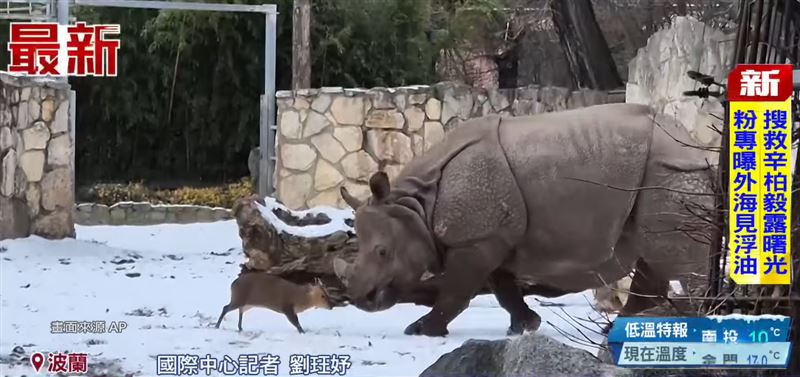 台灣新聞通訊社-22公斤單挑1.7噸！小山羌挑釁「巨大犀牛」　驚險對決畫面百萬人看呆