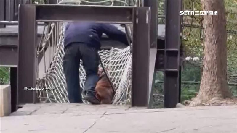 台灣新聞通訊社-獨家／兒童遊具變狗訓練場？牽汪星人走繩索腿卡洞