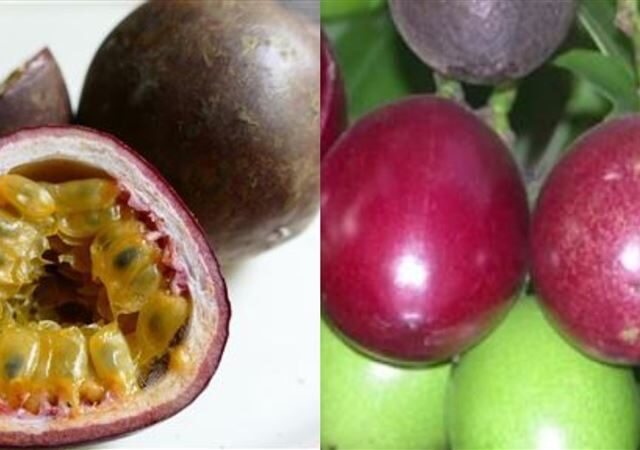 台灣新聞通訊社-男吃2顆「百香果」慘上吐下瀉送醫！衛生局揭真相：根本超毒