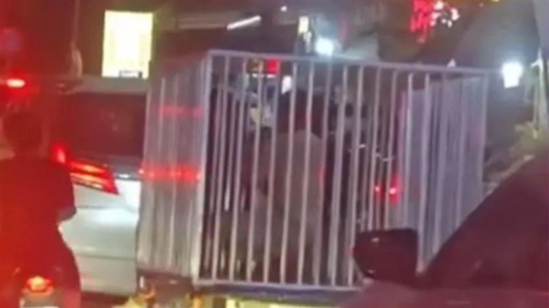 台灣新聞通訊社-柬埔寨街頭驚見「活人關狗籠」遊街！網驚：豬仔出貨？警揭荒謬真相