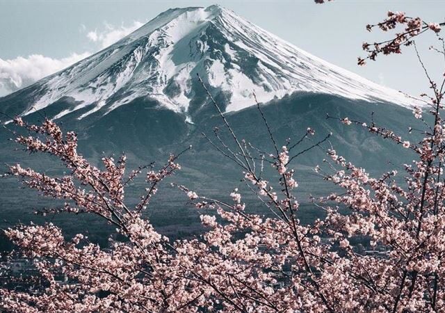 台灣新聞通訊社-日本櫻花季最新預測出爐！東京、大阪估這天開　達人曝1原因：稍稍提早