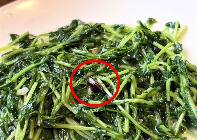 台灣新聞通訊社-噁！知名港點「吃到大蟑螂屍」客當場乾嘔、衝廁所漱口　業者道歉了